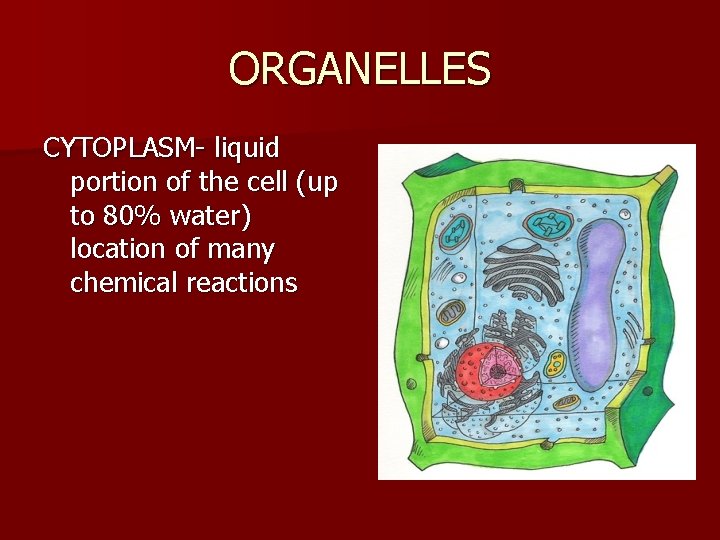 ORGANELLES CYTOPLASM- liquid portion of the cell (up to 80% water) location of many