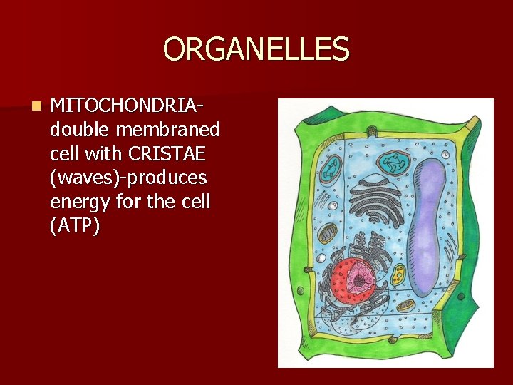 ORGANELLES n MITOCHONDRIAdouble membraned cell with CRISTAE (waves)-produces energy for the cell (ATP) 