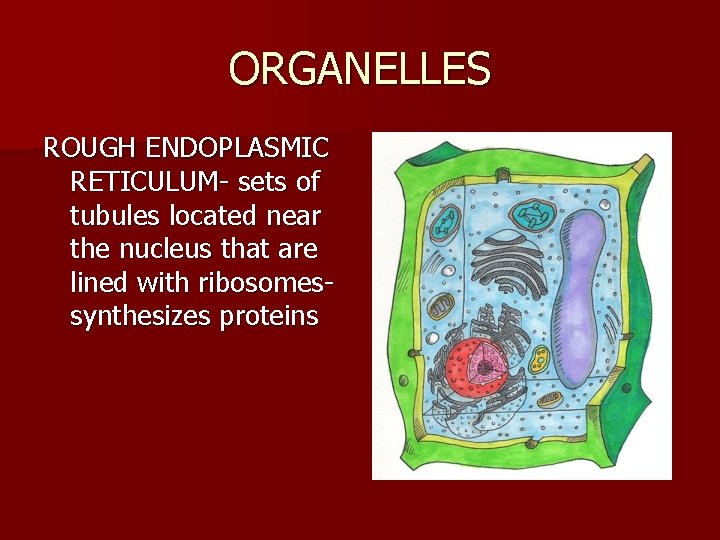 ORGANELLES ROUGH ENDOPLASMIC RETICULUM- sets of tubules located near the nucleus that are lined