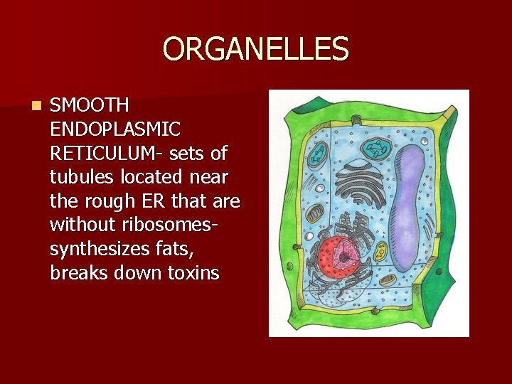 ORGANELLES n SMOOTH ENDOPLASMIC RETICULUM- sets of tubules located near the rough ER that
