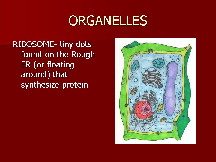 ORGANELLES RIBOSOME- tiny dots found on the Rough ER (or floating around) that synthesize