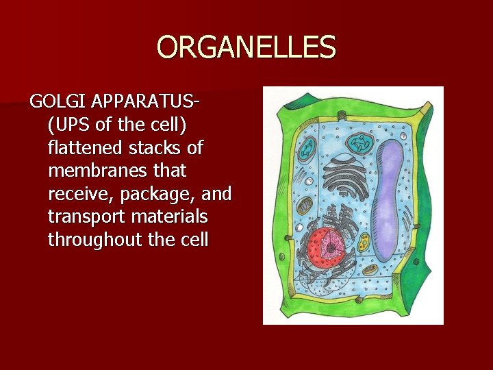 ORGANELLES GOLGI APPARATUS(UPS of the cell) flattened stacks of membranes that receive, package, and