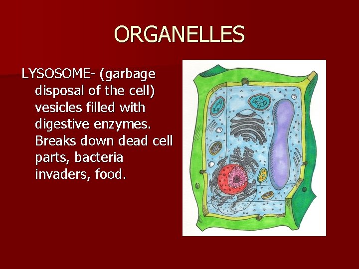 ORGANELLES LYSOSOME- (garbage disposal of the cell) vesicles filled with digestive enzymes. Breaks down