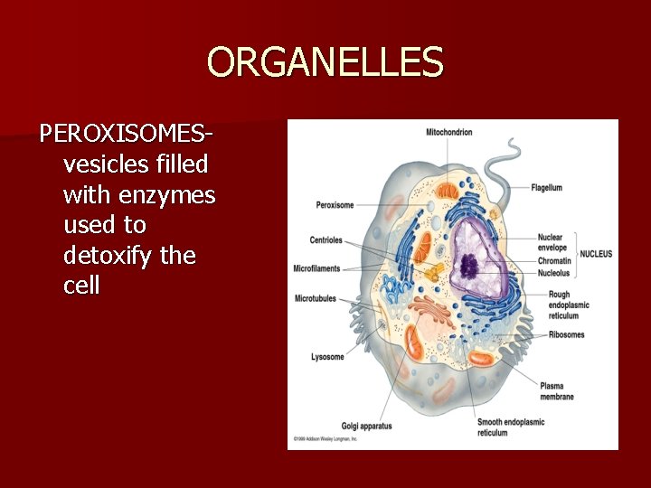 ORGANELLES PEROXISOMESvesicles filled with enzymes used to detoxify the cell 