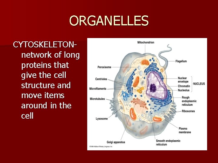 ORGANELLES CYTOSKELETONnetwork of long proteins that give the cell structure and move items around