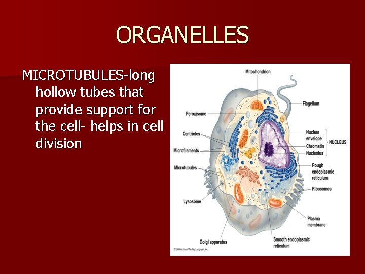 ORGANELLES MICROTUBULES-long hollow tubes that provide support for the cell- helps in cell division