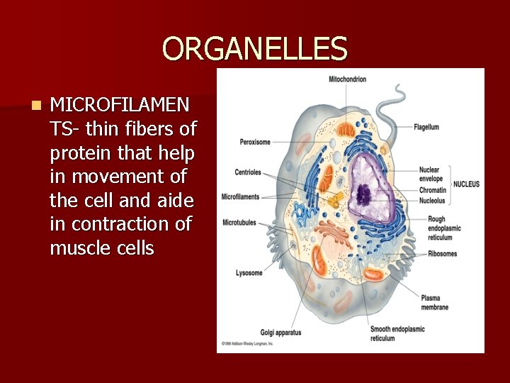 ORGANELLES n MICROFILAMEN TS- thin fibers of protein that help in movement of the