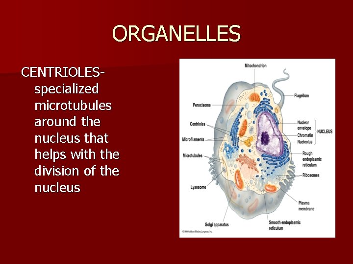 ORGANELLES CENTRIOLESspecialized microtubules around the nucleus that helps with the division of the nucleus