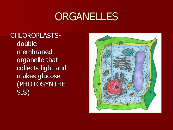 ORGANELLES CHLOROPLASTSdouble membraned organelle that collects light and makes glucose (PHOTOSYNTHE SIS) 