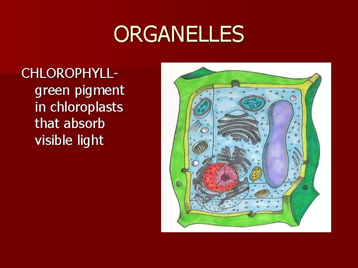 ORGANELLES CHLOROPHYLLgreen pigment in chloroplasts that absorb visible light 