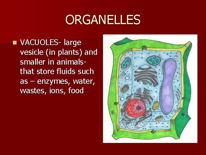 ORGANELLES n VACUOLES- large vesicle (in plants) and smaller in animalsthat store fluids such