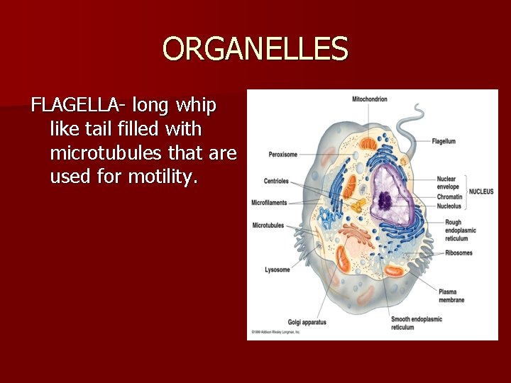 ORGANELLES FLAGELLA- long whip like tail filled with microtubules that are used for motility.