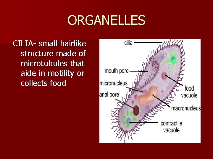 ORGANELLES CILIA- small hairlike structure made of microtubules that aide in motility or collects