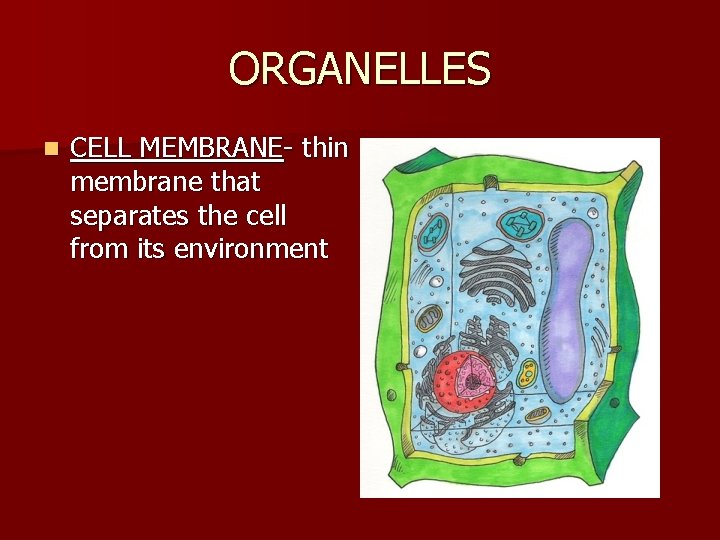 ORGANELLES n CELL MEMBRANE- thin membrane that separates the cell from its environment 