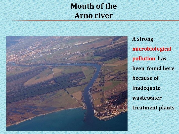Mouth of the Arno river A strong microbiological pollution has been found here because