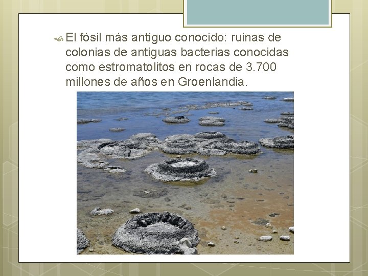  El fósil más antiguo conocido: ruinas de colonias de antiguas bacterias conocidas como