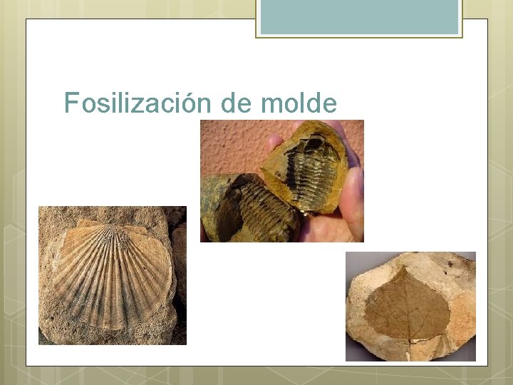 Fosilización de molde 