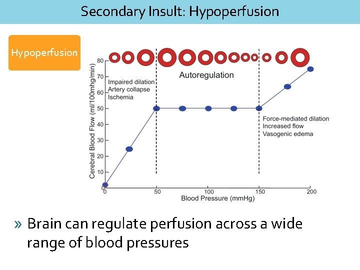 Secondary Insult: Hypoperfusion » Brain can regulate perfusion across a wide range of blood