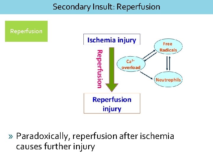 Secondary Insult: Reperfusion » Paradoxically, reperfusion after ischemia causes further injury 