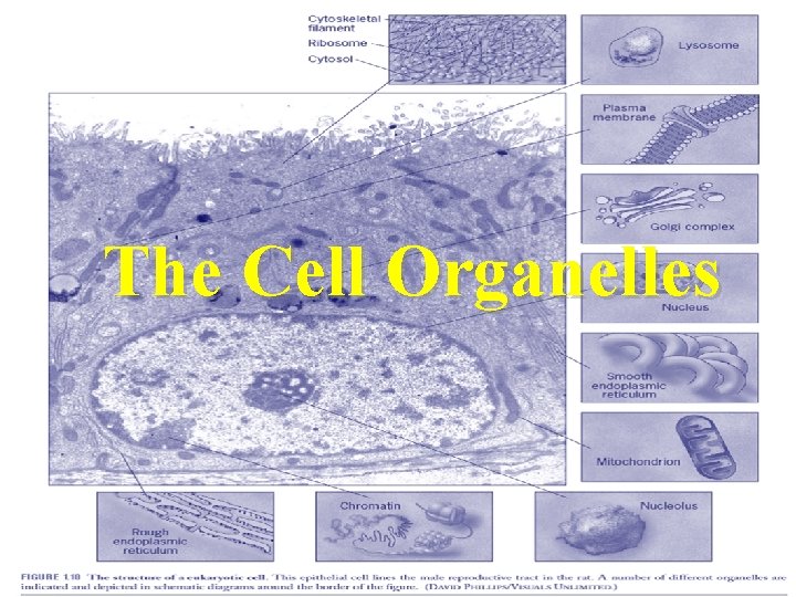 The Cell Organelles 
