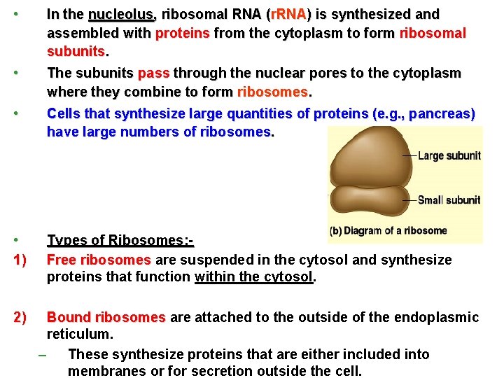  • In the nucleolus, ribosomal RNA (r. RNA) is synthesized and assembled with