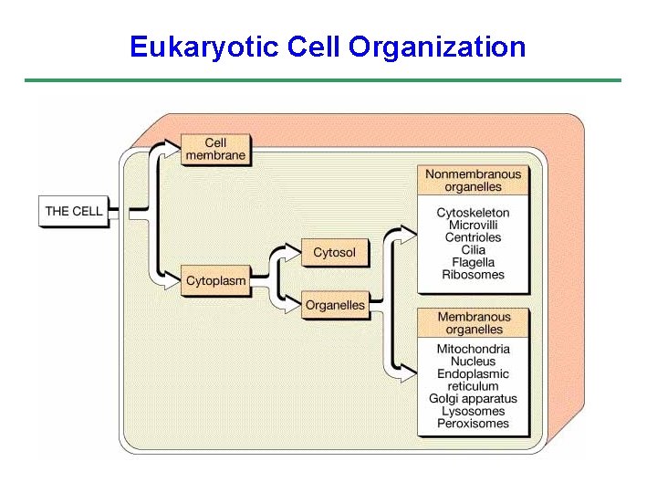 Eukaryotic Cell Organization 