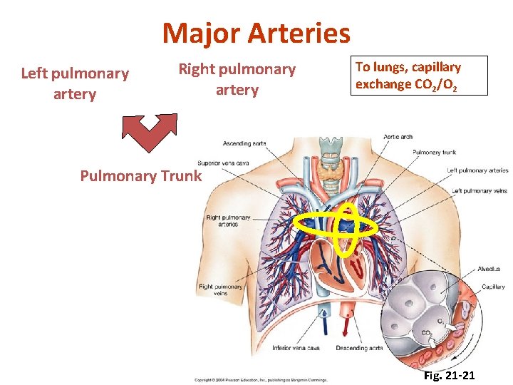 Major Arteries Left pulmonary artery Right pulmonary artery To lungs, capillary exchange CO 2/O