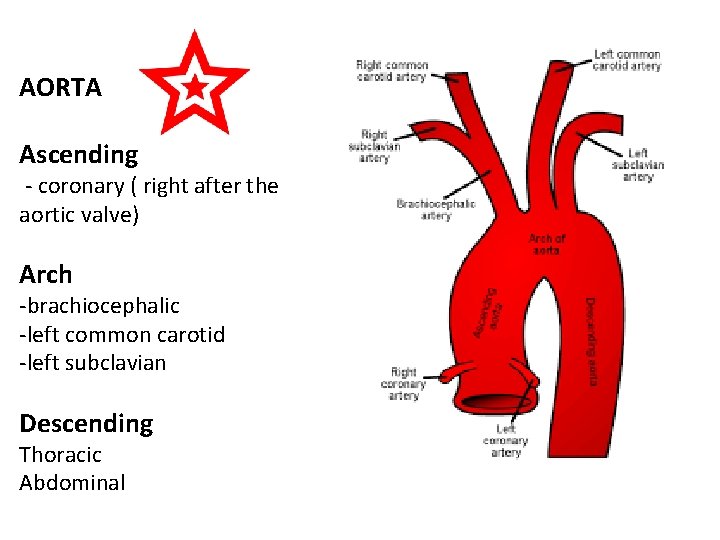 AORTA Ascending - coronary ( right after the aortic valve) Arch -brachiocephalic -left common