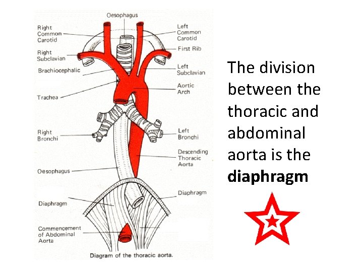 The division between the thoracic and abdominal aorta is the diaphragm 