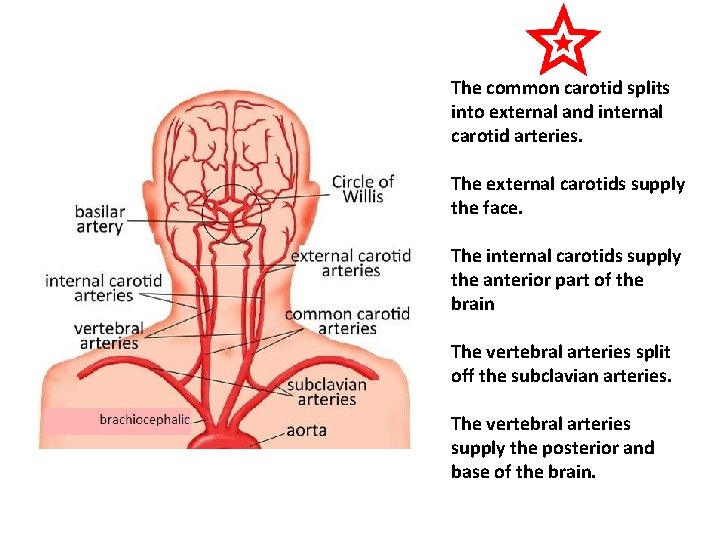 The common carotid splits into external and internal carotid arteries. The external carotids supply