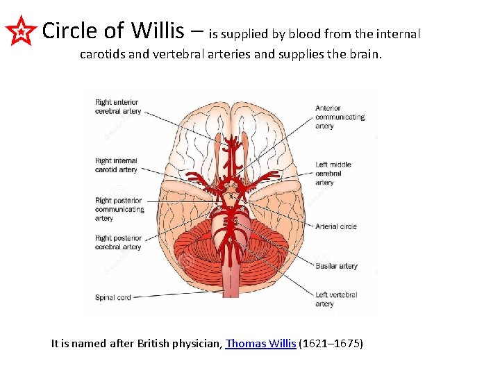 Circle of Willis – is supplied by blood from the internal carotids and vertebral