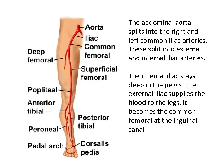 Anatomy of Blood Vessels Tunics of blood vessel