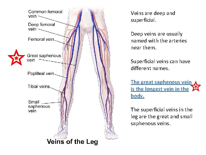 Veins are deep and superficial. Deep veins are usually named with the arteries near