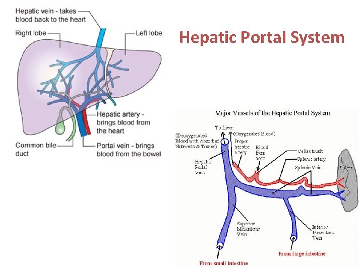 Hepatic Portal System 