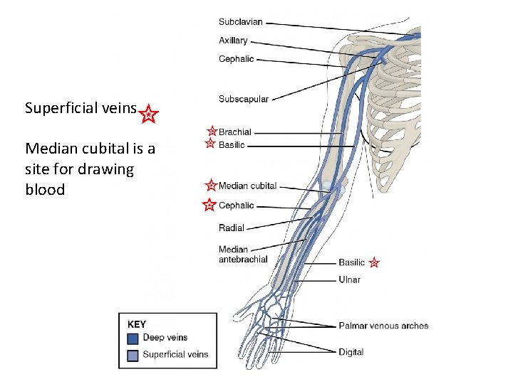 Superficial veins Median cubital is a site for drawing blood 