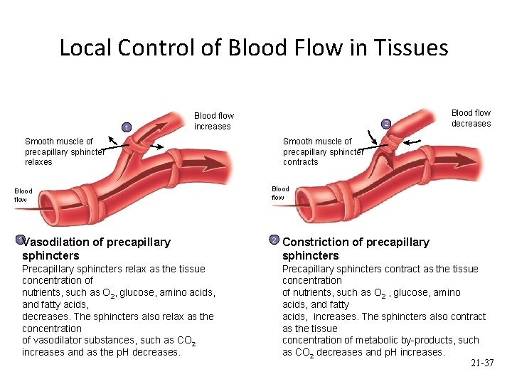 Local Control of Blood Flow in Tissues 1 Blood flow increases 2 Smooth muscle