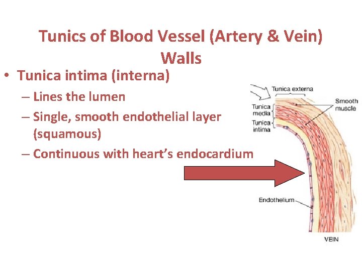 Tunics of Blood Vessel (Artery & Vein) Walls • Tunica intima (interna) – Lines
