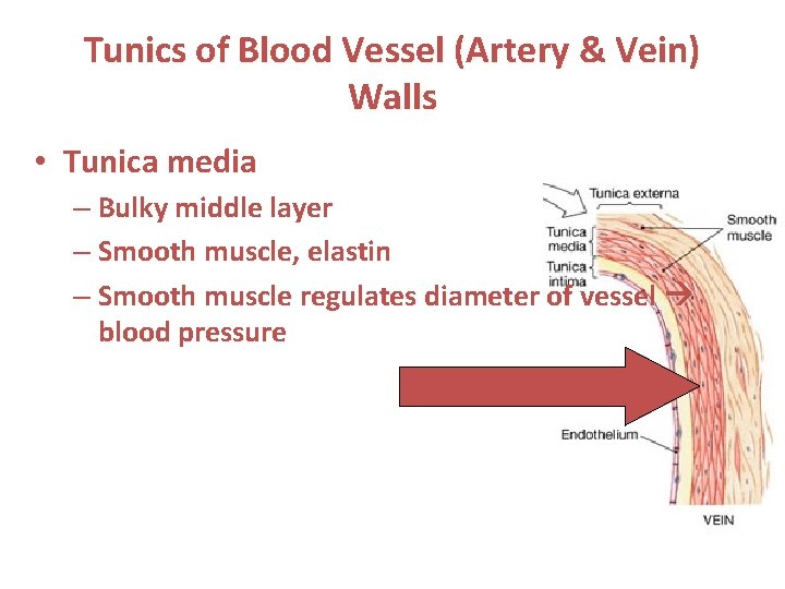 Tunics of Blood Vessel (Artery & Vein) Walls • Tunica media – Bulky middle