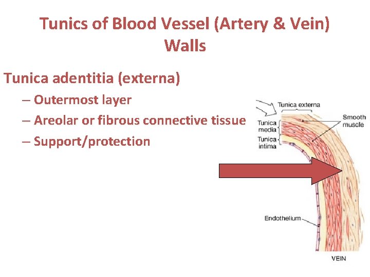 Tunics of Blood Vessel (Artery & Vein) Walls Tunica adentitia (externa) – Outermost layer