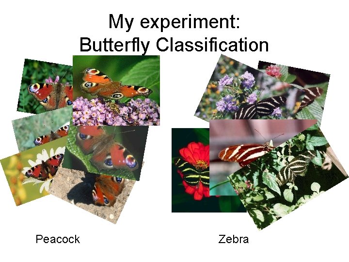 My experiment: Butterfly Classification Peacock Zebra 