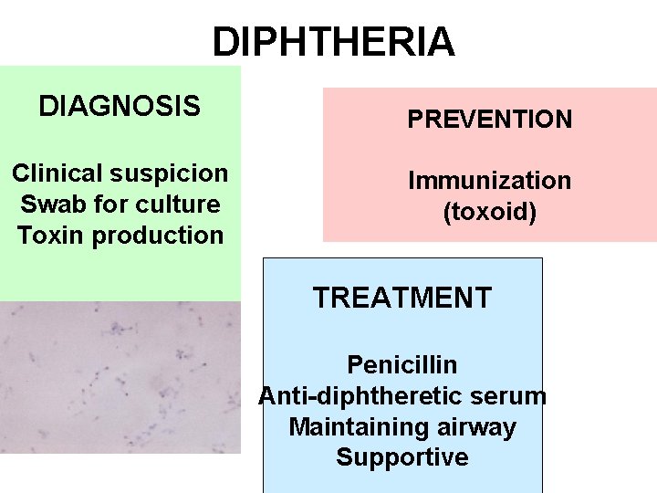 DIPHTHERIA DIAGNOSIS Clinical suspicion Swab for culture Toxin production PREVENTION Immunization (toxoid) TREATMENT Penicillin