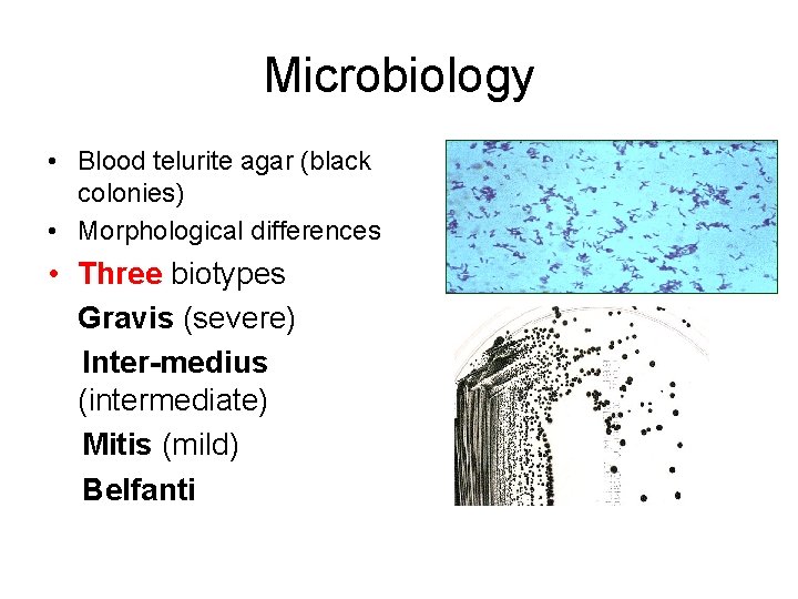 Microbiology • Blood telurite agar (black colonies) • Morphological differences • Three biotypes Gravis