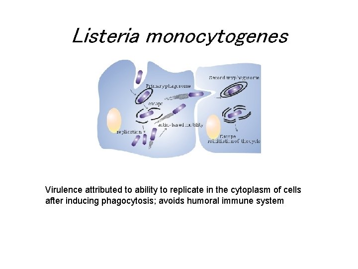 Listeria monocytogenes Virulence attributed to ability to replicate in the cytoplasm of cells after