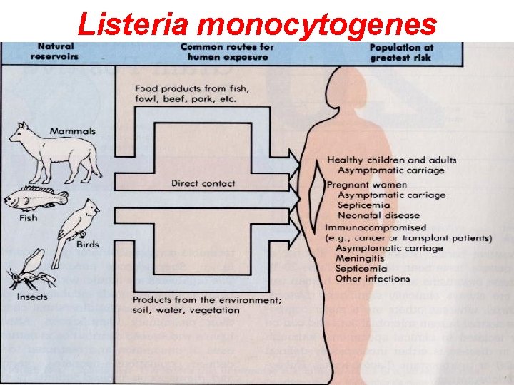 Listeria monocytogenes 