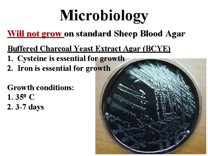 Microbiology Will not grow on standard Sheep Blood Agar Buffered Charcoal Yeast Extract Agar