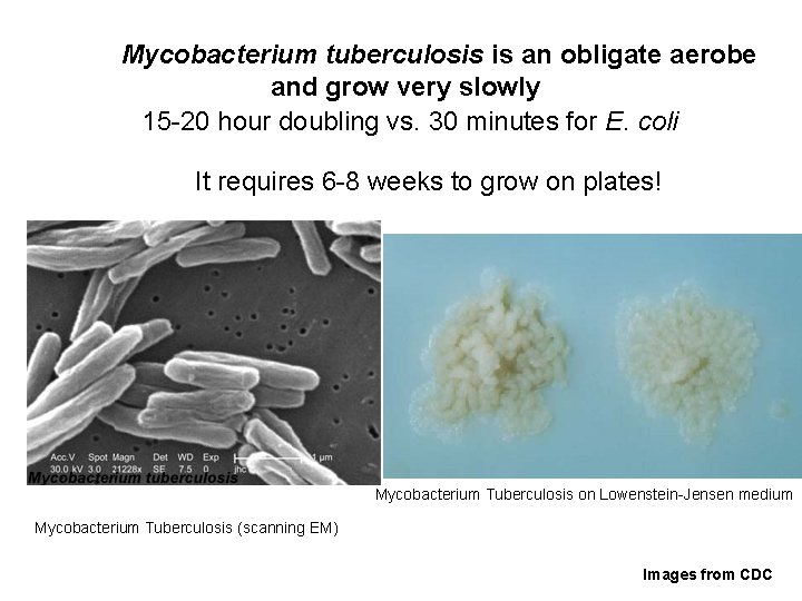 Mycobacterium tuberculosis is an obligate aerobe and grow very slowly 15 -20 hour doubling