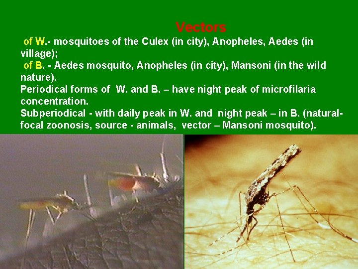Vectors of W. - mosquitoes of the Culex (in city), Anopheles, Aedes (in village);