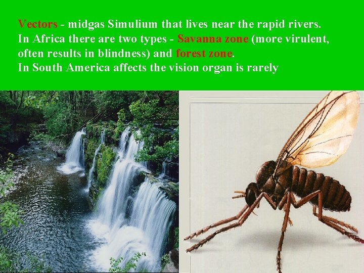 Vectors - midgas Simulium that lives near the rapid rivers. In Africa there are