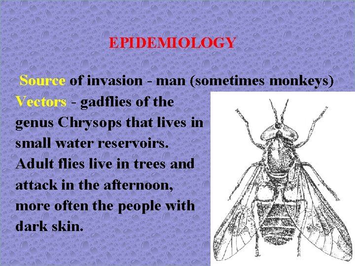 EPIDEMIOLOGY Source of invasion - man (sometimes monkeys) Vectors - gadflies of the genus