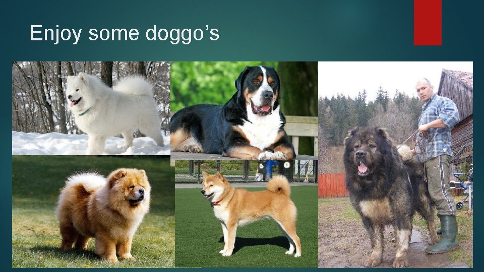 Enjoy some doggo’s  Enjoy some doggo’s